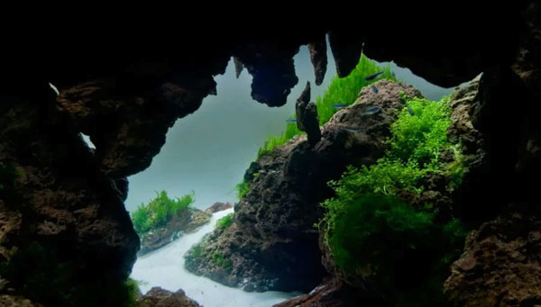 合肥鱼缸造景